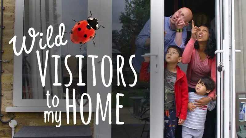 Wild Visitors to my Home